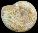 Large, Perisphinctes Ammonite - Jurassic #51346-1
